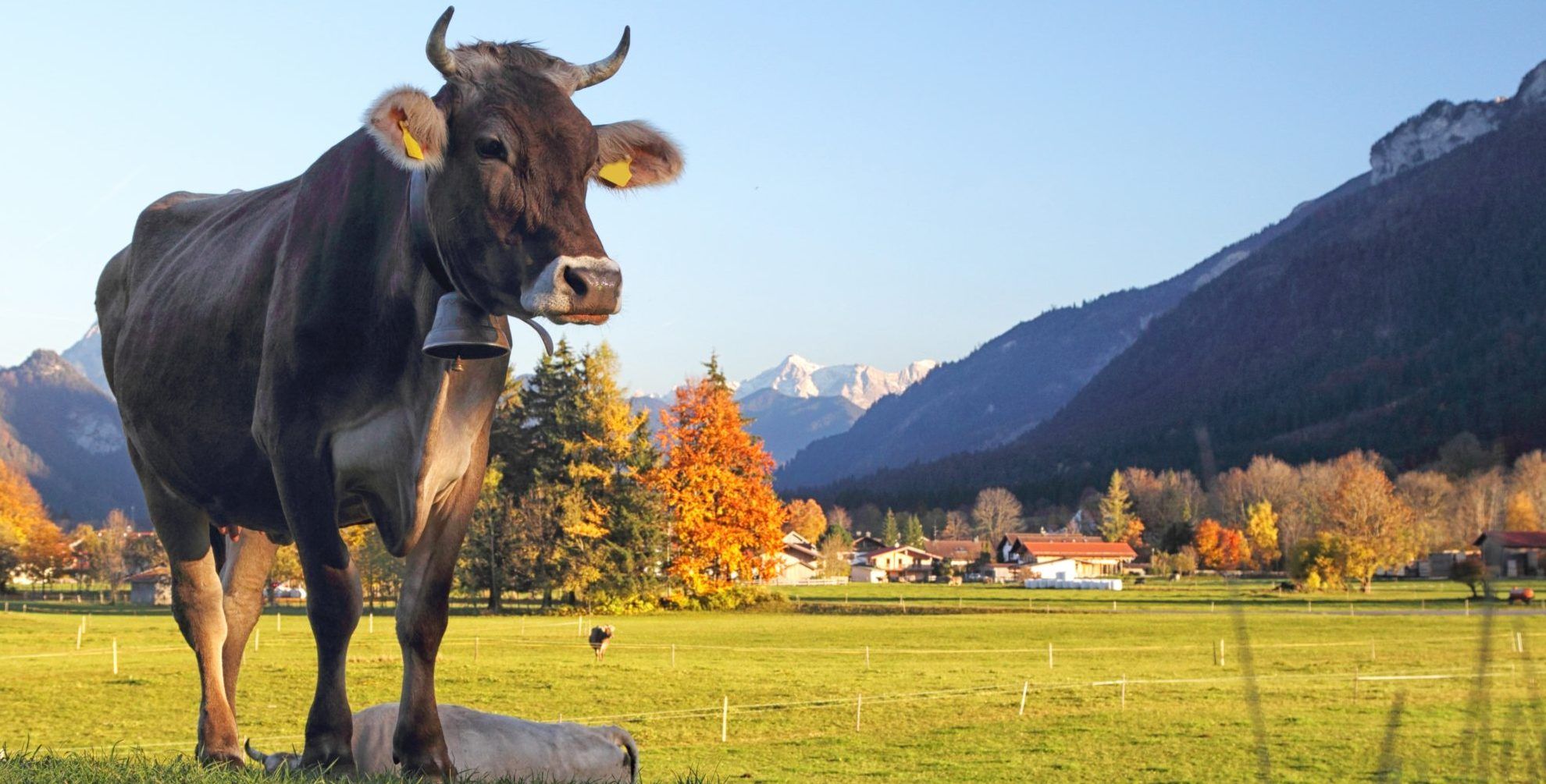 Sei ein Klaus! Regionaler Online Marktplatz Kauf im Allgäu soll Region stärken